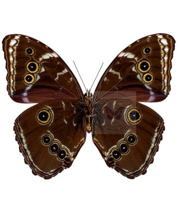 Morpho achilles ssp. amazonicus