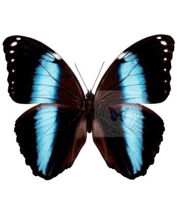 Morpho achilles ssp. amazonicus
