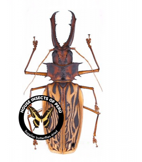 CERAMBYCIDAE