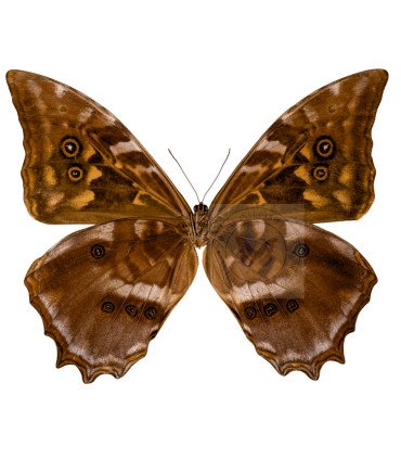 Morpho Amphitryon cinereus