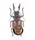 CERAMBYCIDAE