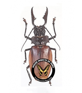 CERAMBYCIDAE