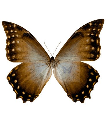 Morpho Amphitryon cinereus