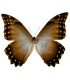 Morpho Amphitryon cinereus