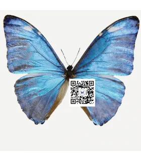 Morpho Adonis huallaga