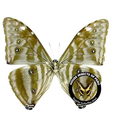 Morpho Adonis huallaga