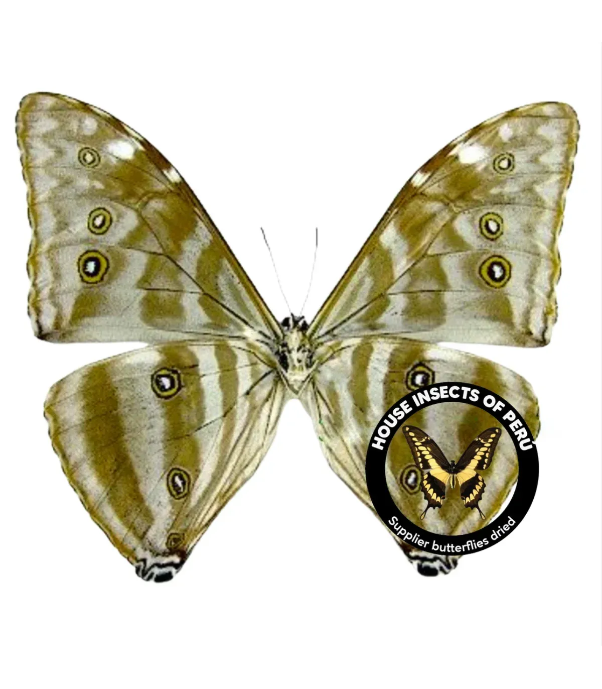 Morpho Adonis huallaga