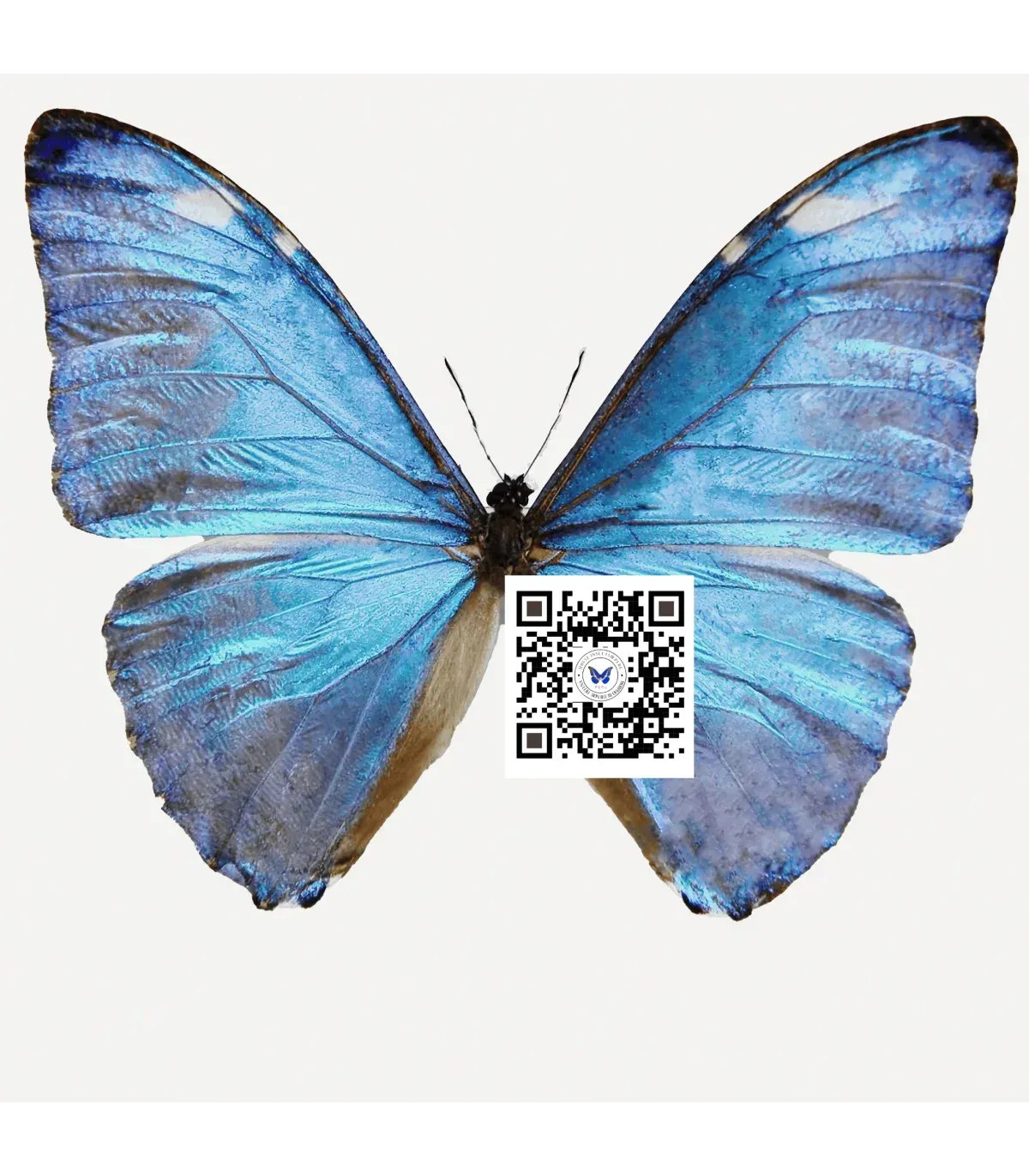 Morpho Adonis huallaga