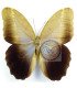 BRASSOLIDAE