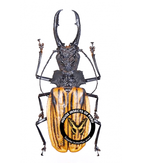 CERAMBYCIDAE