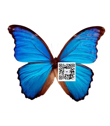 Morpho Godartii didius