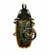 CERAMBYCIDAE