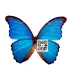 Morpho Godartii didius