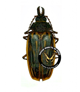 CERAMBYCIDAE