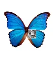 Morpho Godartii didius A.1-