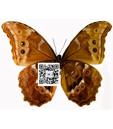 Morpho Godartii didius