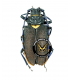 CERAMBYCIDAE