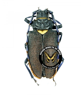 CERAMBYCIDAE