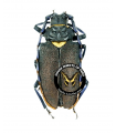Mallaspis scutellaris