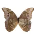 Morpho Godartii assarpai
