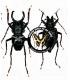 CERAMBYCIDAE