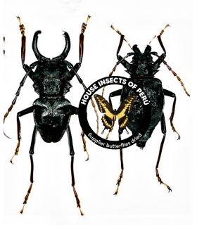 CERAMBYCIDAE