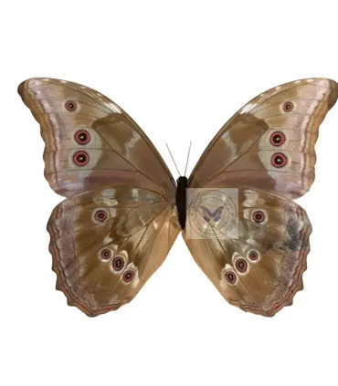 Morpho Godartii assarpai