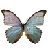 Morpho Godartii assarpai