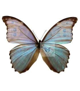 Morpho Godartii assarpai