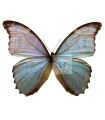Morpho godarti assarpai A.1-