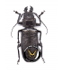 CERAMBYCIDAE