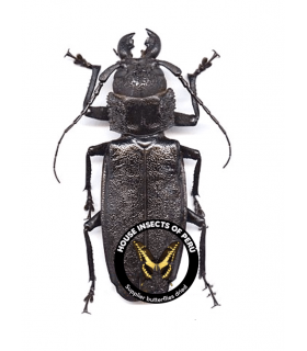 CERAMBYCIDAE