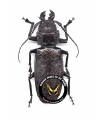 Physopleurus rugosus