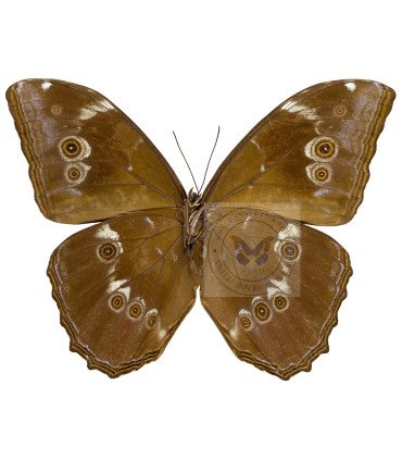 Morpho Menelaus ssp. zischkai