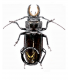 CERAMBYCIDAE