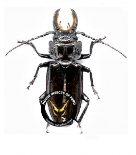 CERAMBYCIDAE