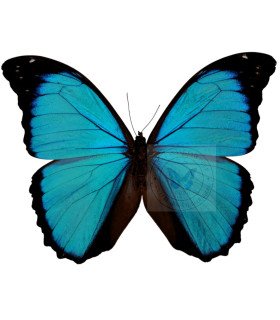 Morpho Menelaus ssp. zischkai