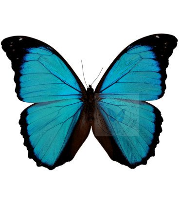 Morpho Menelaus ssp. zischkai