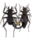 CERAMBYCIDAE