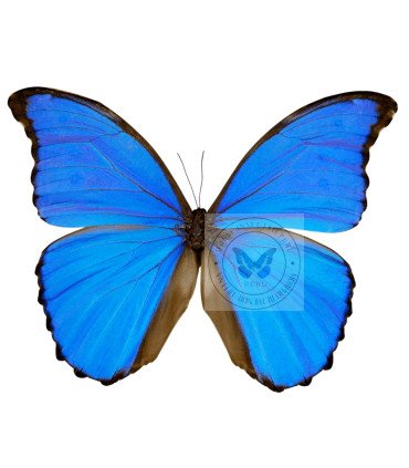 Morpho Menelaus ssp. alexandrovana