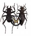 Prionocalus trigonoides