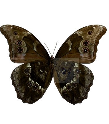 Morpho Menelaus ssp. alexandrovana