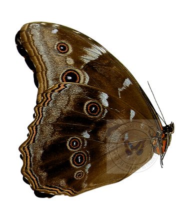 Morpho Menelaus ssp. alexandrovana