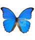 Morpho Menelaus ssp. alexandrovana