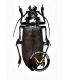 CERAMBYCIDAE