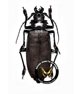 CERAMBYCIDAE