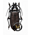 Titanus giganteus