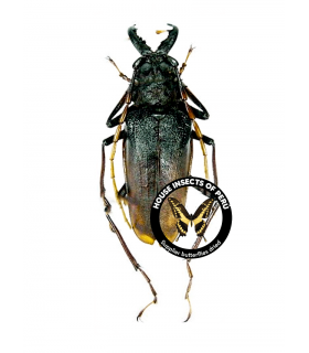 CERAMBYCIDAE