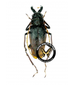 Psalidognathus antonkozlovi