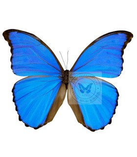 Morpho Menelaus ssp. alexandrovana